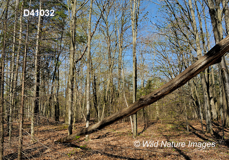 Eastern Great Lakes lowland forests